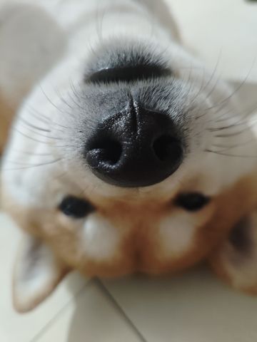 想发一个平民攻略，但是又怕官方封路……