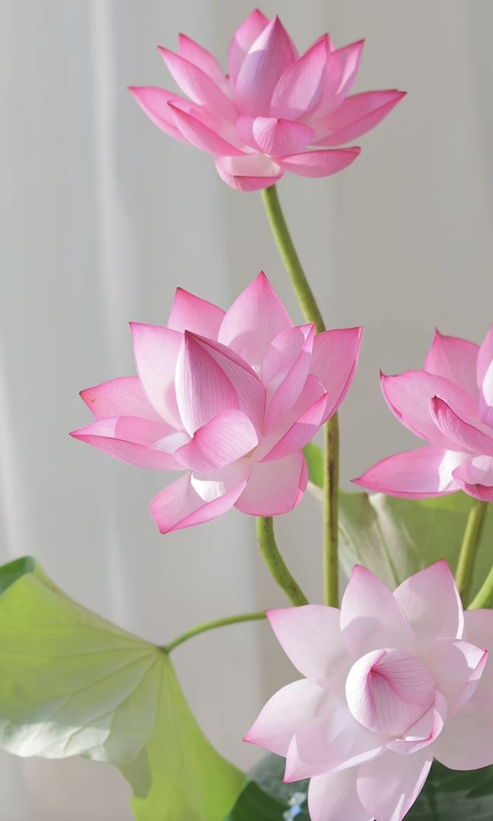 今日份壁纸——荷花🪷系列截图