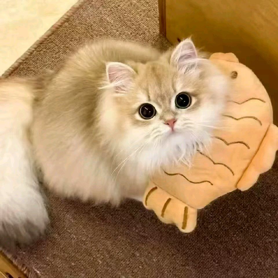 动态图片 16