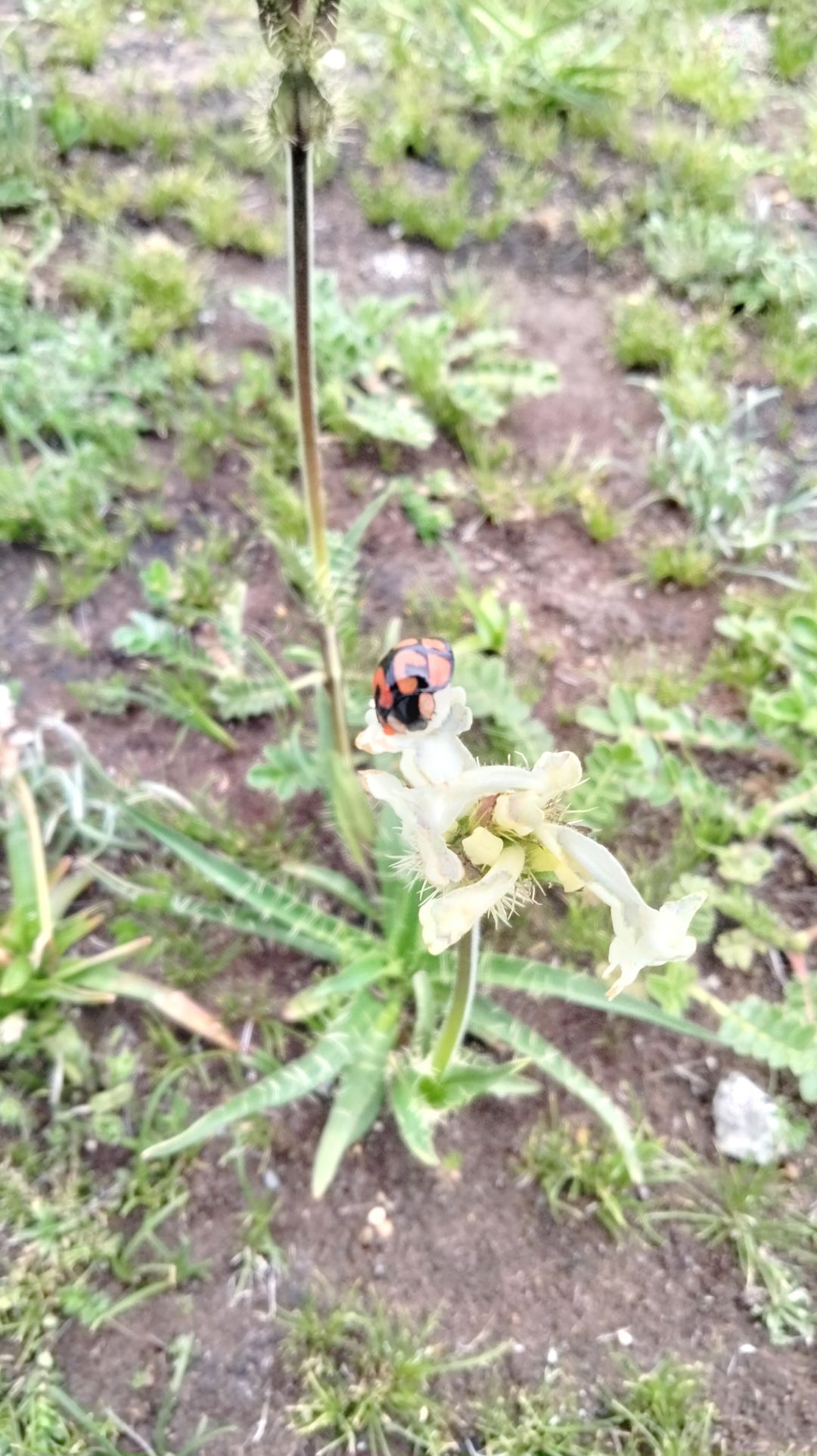 夏日活动,瓢虫,蜜蜂 1