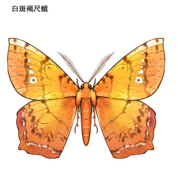 不定期图透~（11月1日）