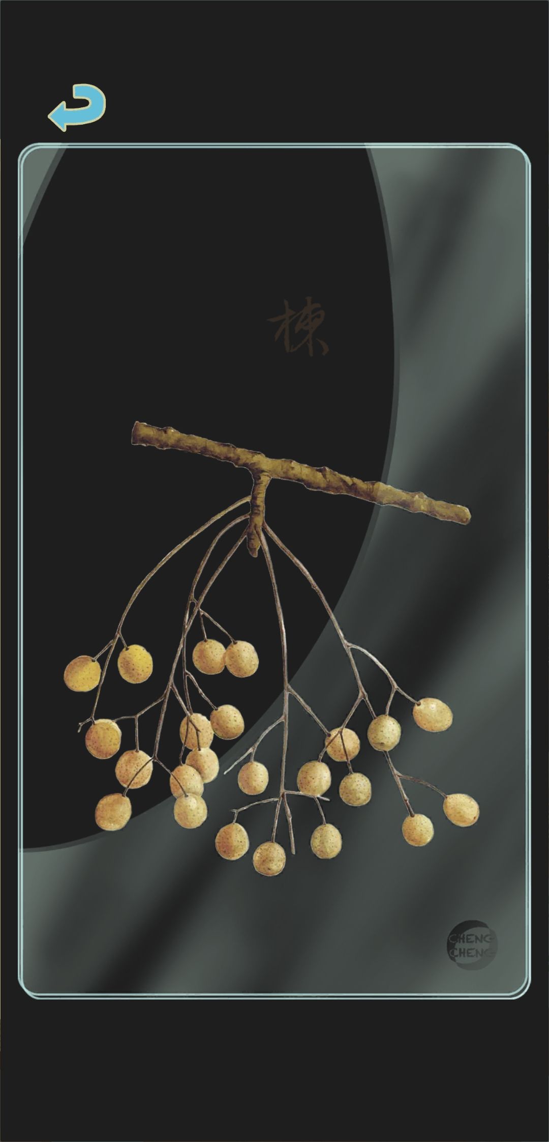 冬季树种透卡1 3