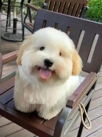 玩了83天了，写个实用的攻略吧。