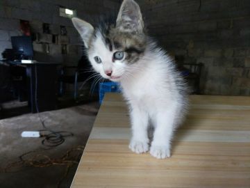 我与动物温情的瞬间