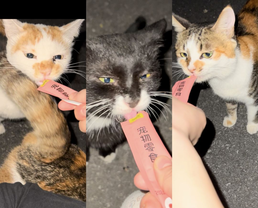 许愿之我也会有可爱猫猫的 2