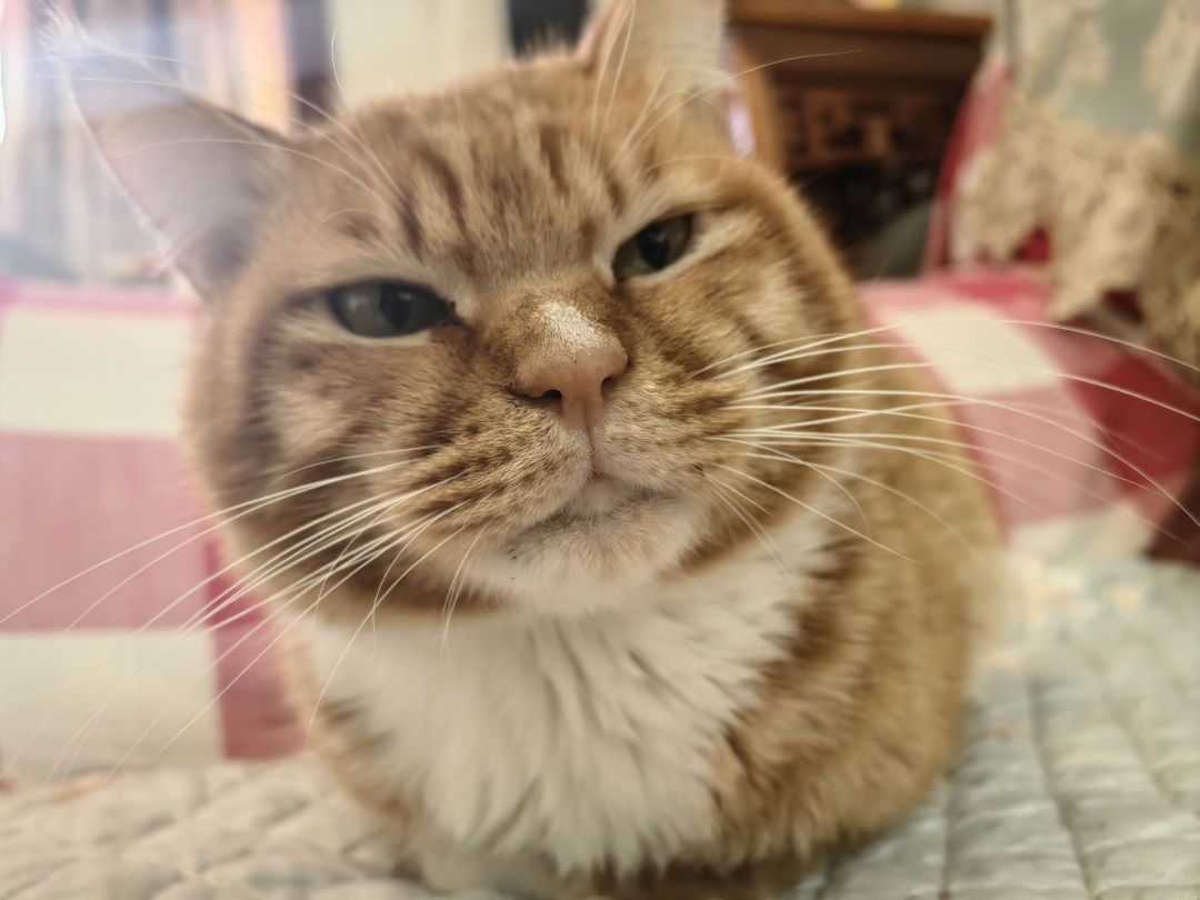 发一期我的小猫猫🥰 1