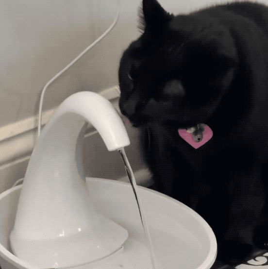 这是喝水小猫，看到它的人要立刻去喝水截图
