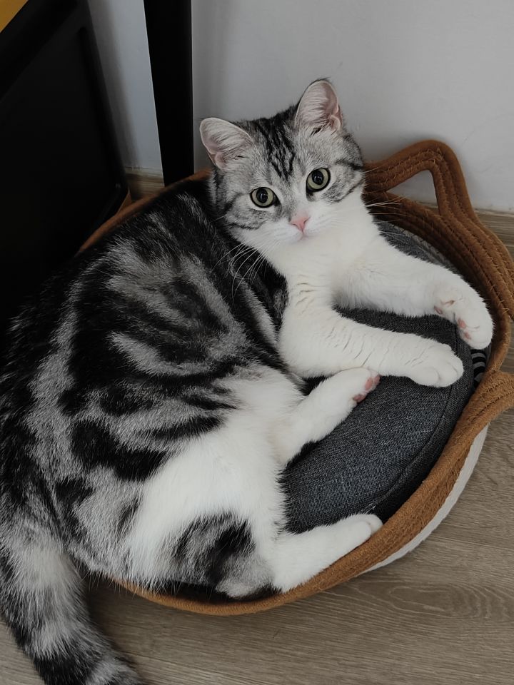 什么你怎么知道我有一碗小猫咪截图