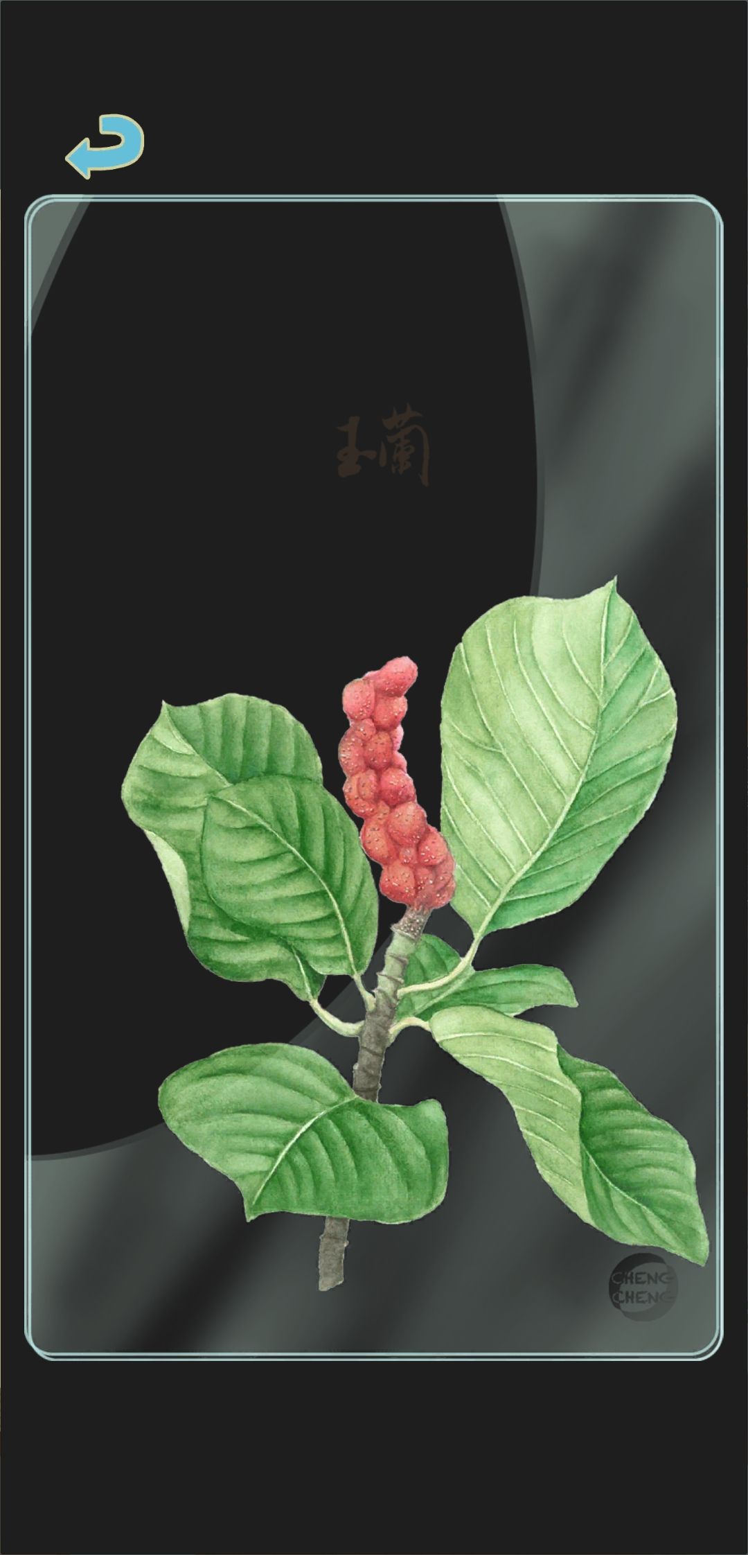 春季树种透卡3 1