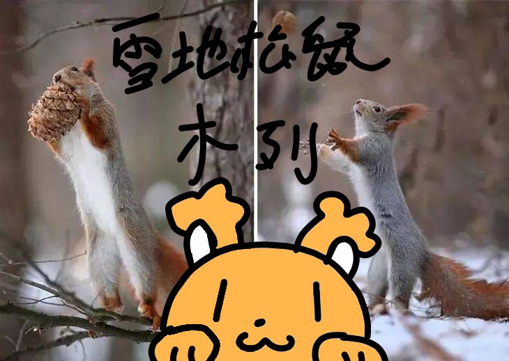 我看看多少的可爱松鼠 3