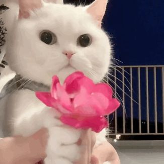 恭喜花凉八强！🌸