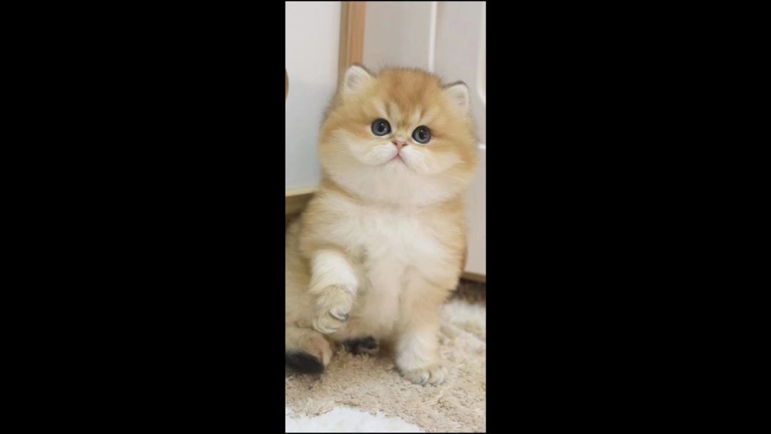 video-3409425