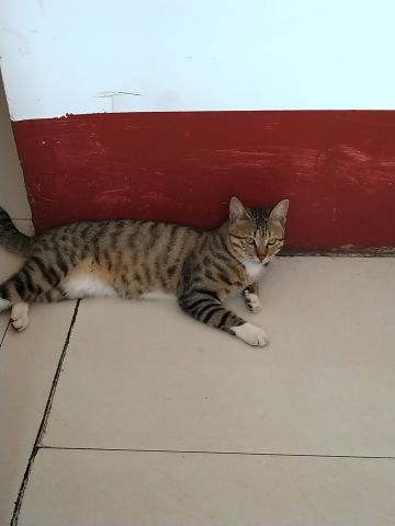 受到亲友的影响，昨晚梦到了两个👬，而且剧情完整，略加美化可以写个故事😾故事是这样的：
从前，有一个美丽的种族，他们生活在水中，有着鱼一样的尾巴，他们的额头上悬挂着一颗美丽的珍珠（也可以是夜明珠，因为会发光），被世人称作“悬珠”。
天上的王母娘娘嫉妒悬珠族的美貌，夺走了所有族人额头上的珍珠，并将所有的珍珠合成一大颗，自己欣赏把玩。从此之后，悬珠族的额头上不再能生长出珍珠了。
男主1号（他俩↑↓不明，