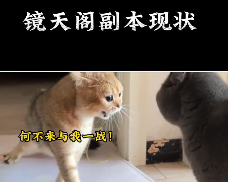 video-3860888