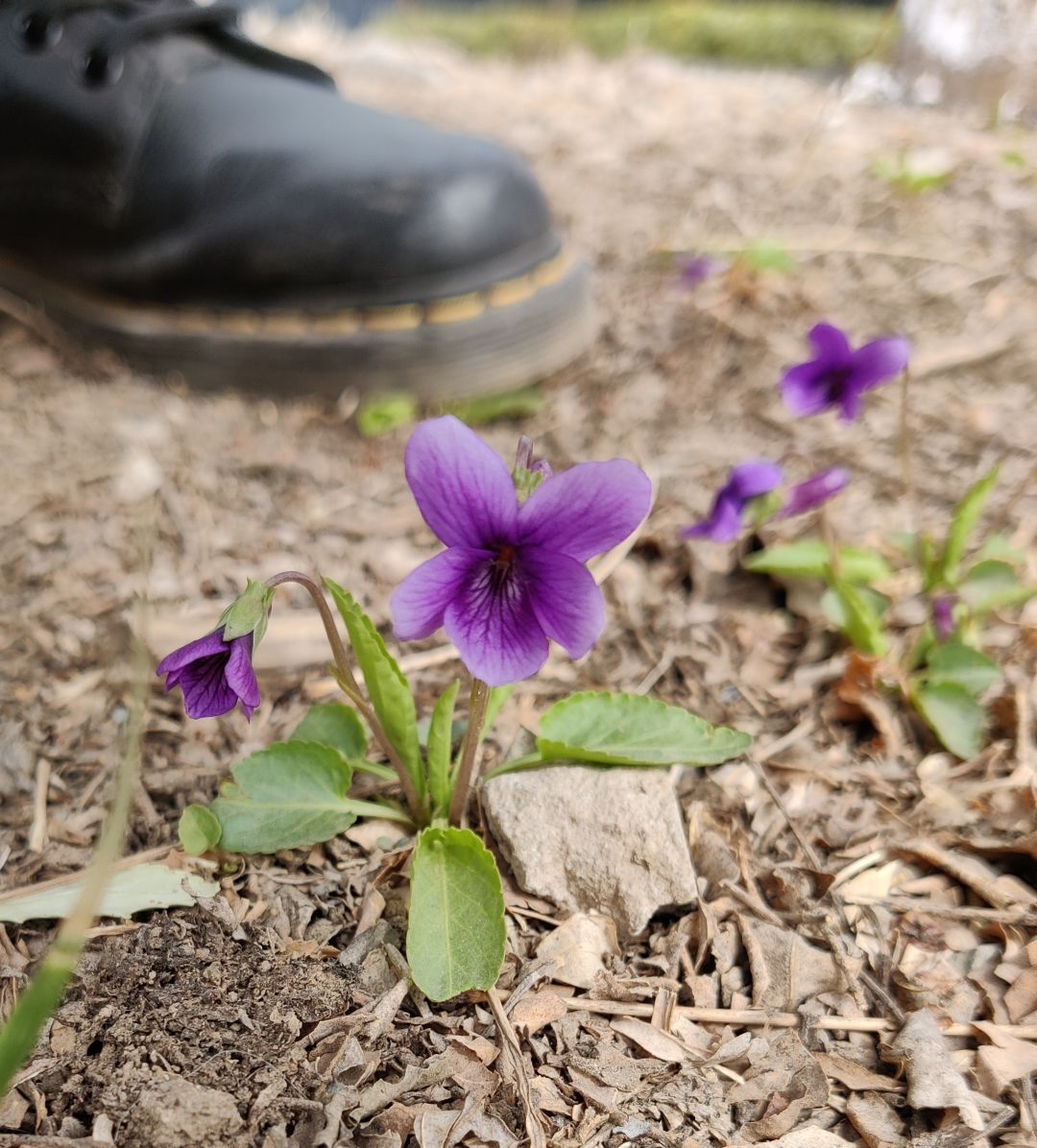 野花🌸写真:能吃的不能吃的都是好花花 3