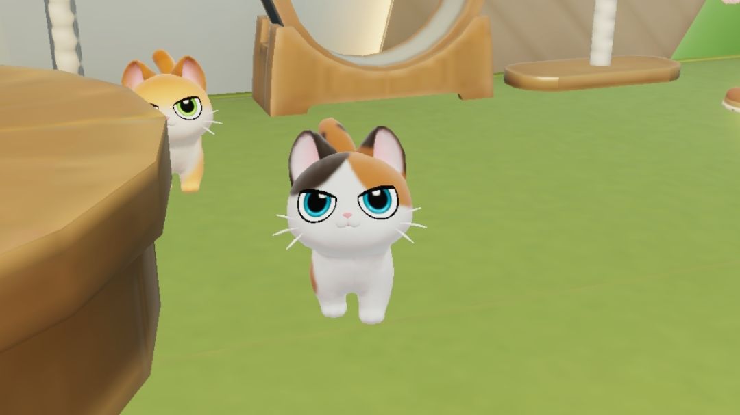 收养哪只猫猫?三花还是沅熊啊 2