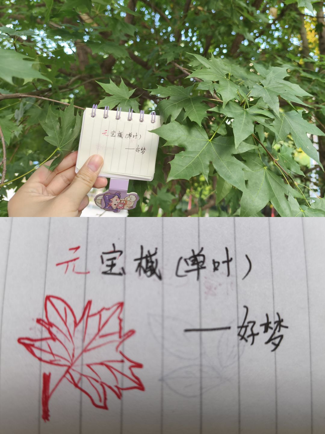 动态图片 6