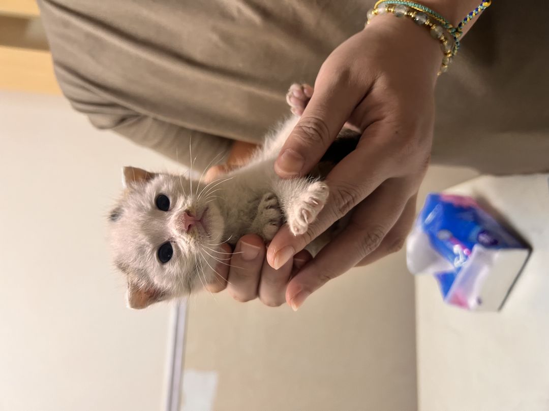 上海普陀一个月大奶猫弟弟找领养 2