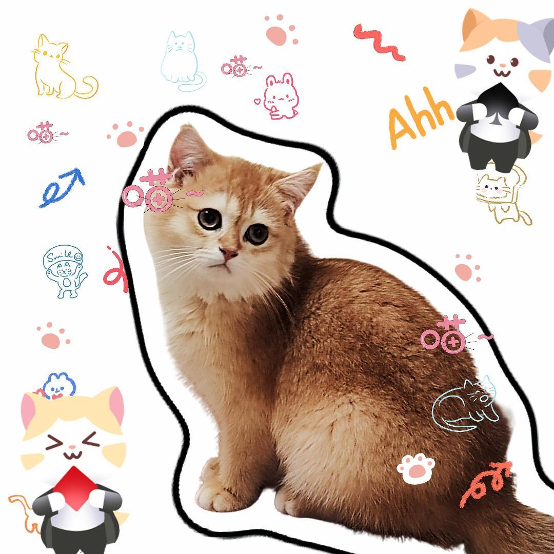 被小猫咪瞪了!你的牌搭子呢?🐾 2