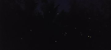 关于流血多了茉莉为什么强(个人看法)