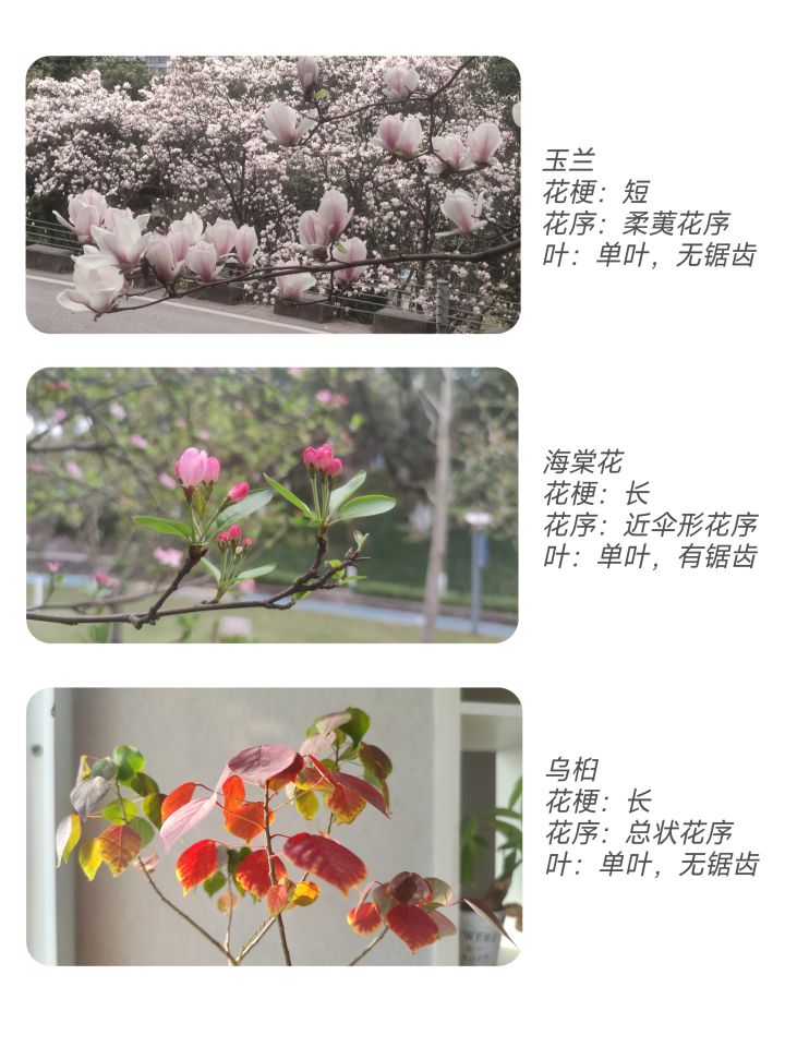 春季活动🌻妙手拍花截图