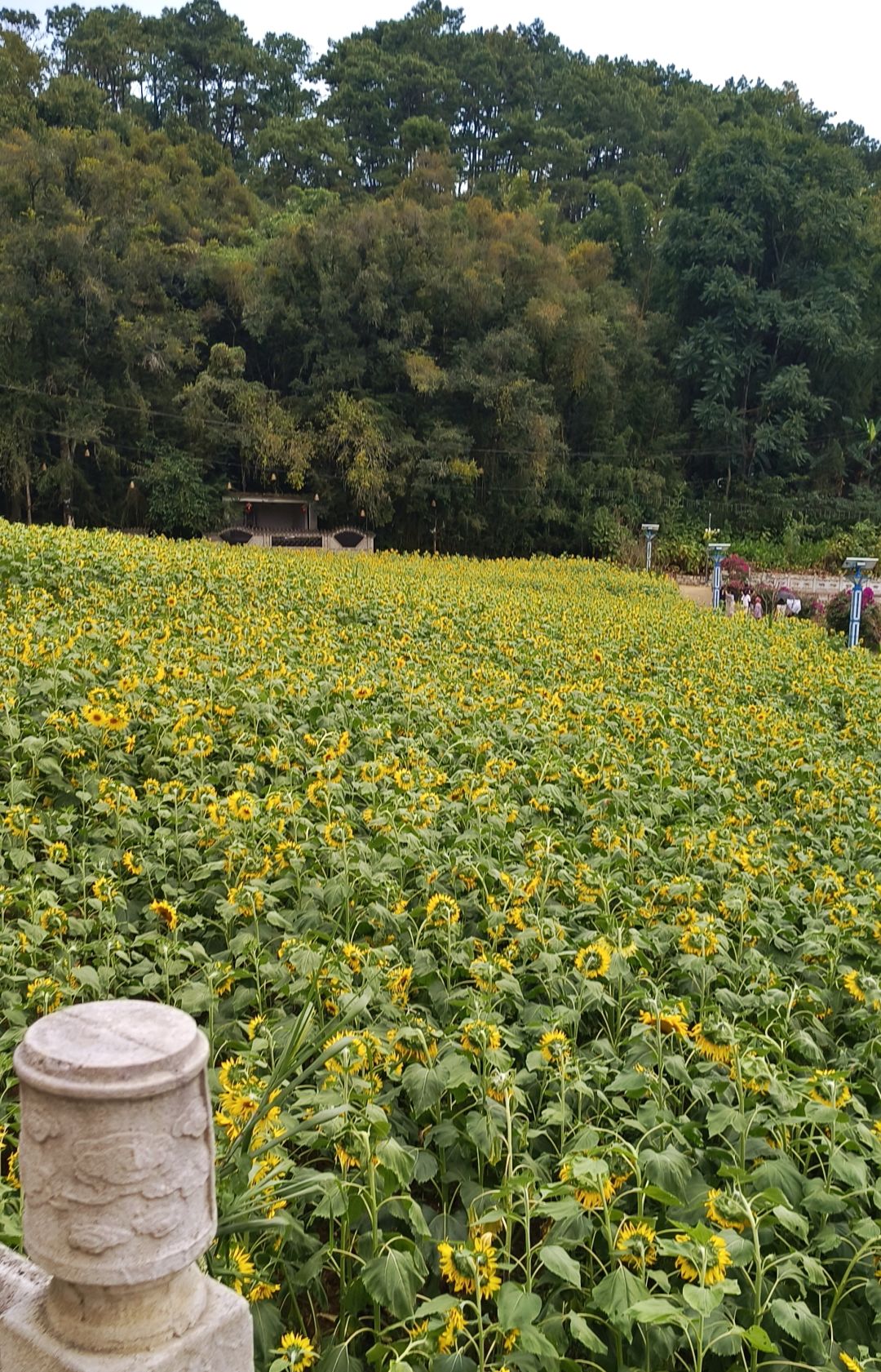 🚶🏽♂️🌻🌞🌳 2