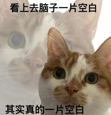 被胖狐狸打扁了
