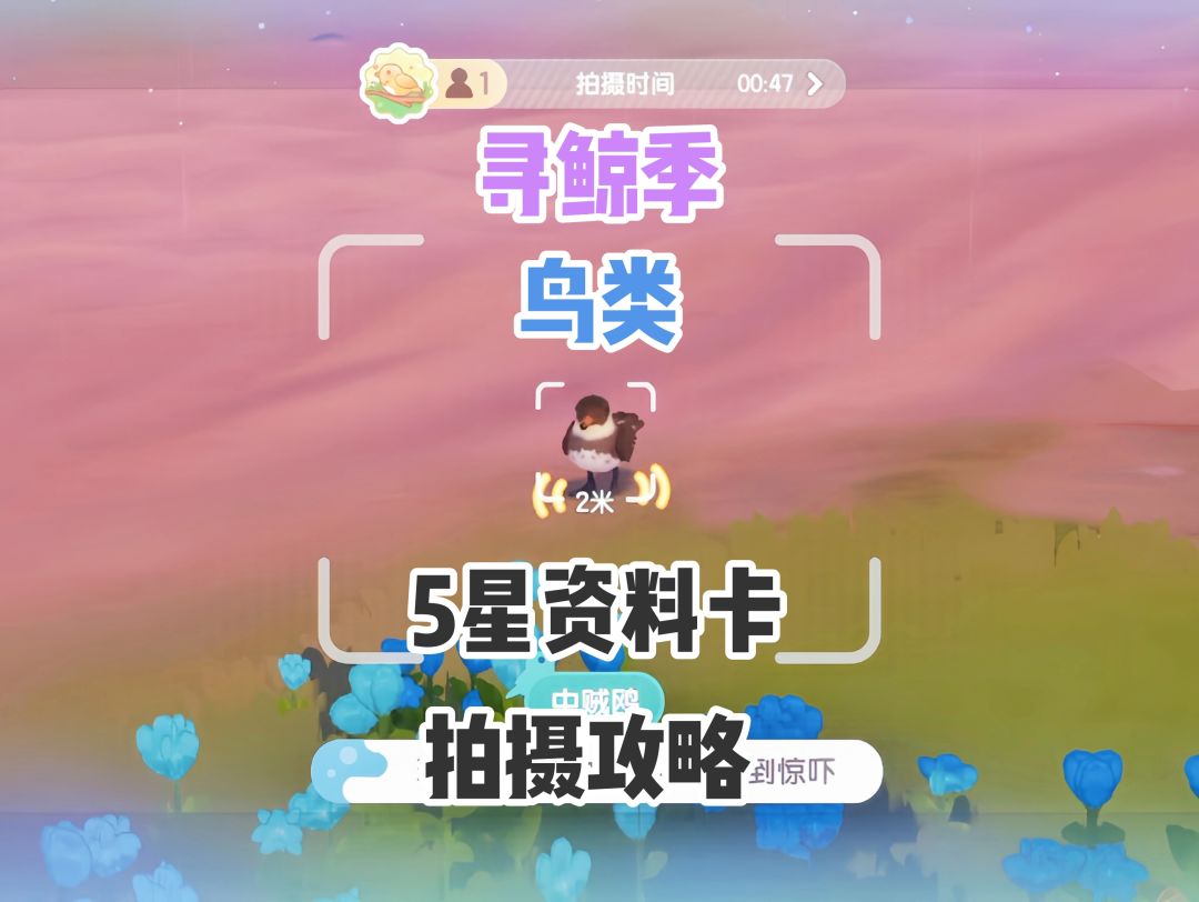 【心动小镇】寻鲸季 鸟类5星资料卡拍摄攻略 1
