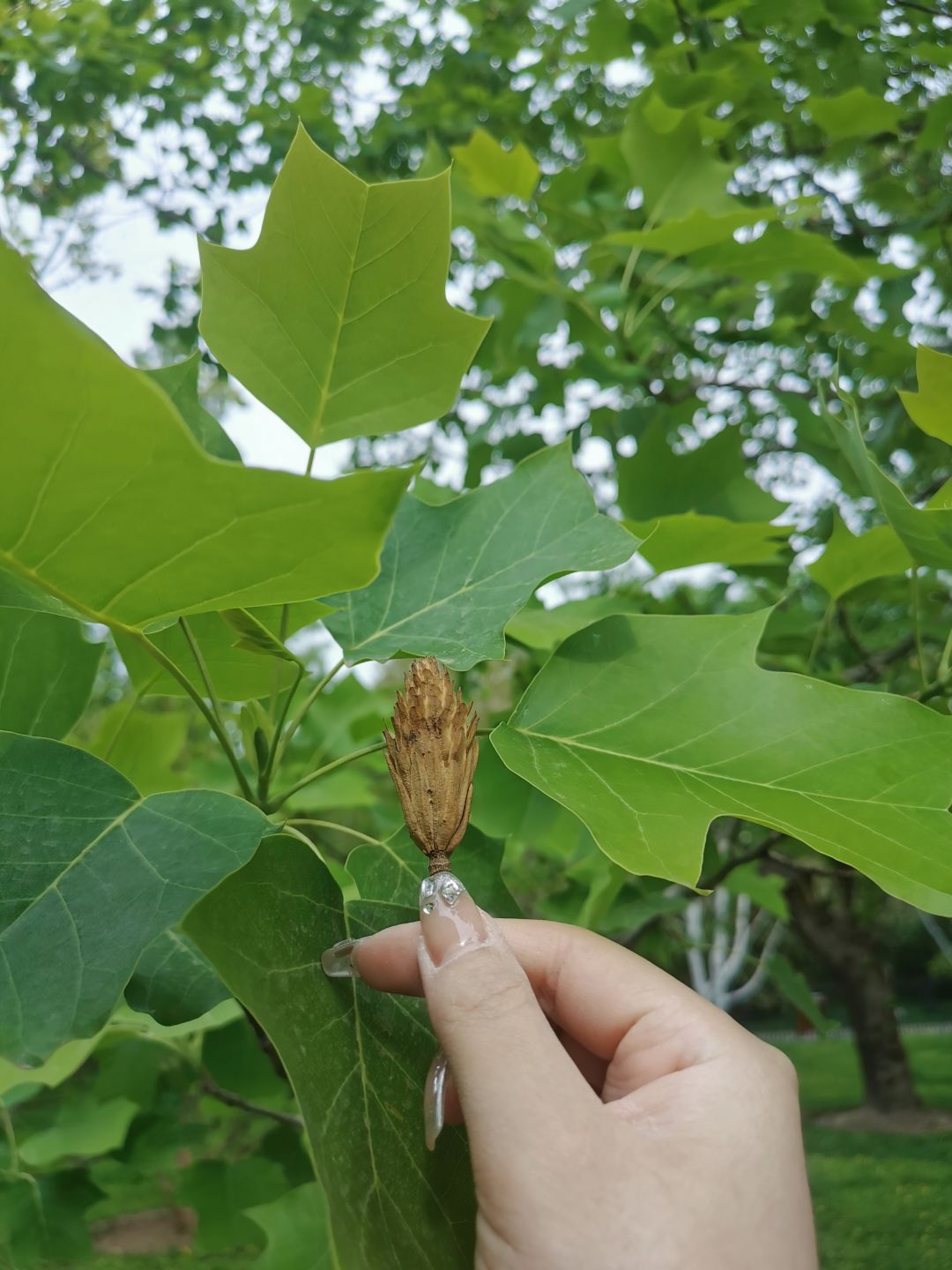 ⚠️天蚕蛾+菜粉蝶🦋🌳 2