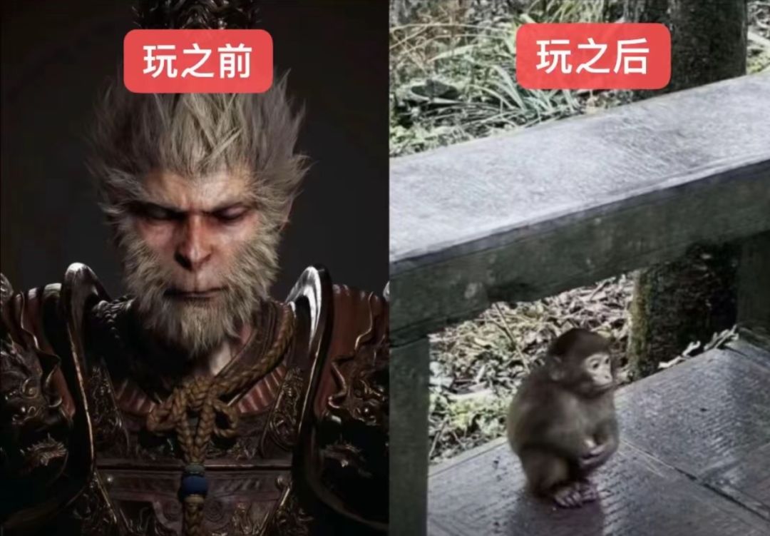 那当然是【猴】啦 1