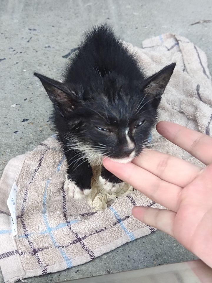 喜欢猫猫帮个忙,我是家里不同意
今天上午有一个祁煜语C,发水区说自己家猫不吃不喝,后面了解后是昨天刚领养的,自己可能养不活找个人帮忙养一下截图