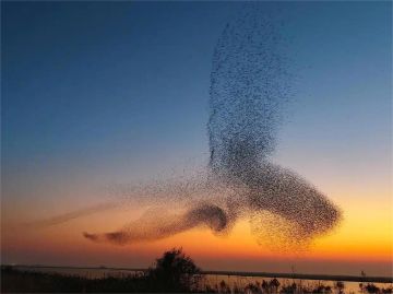 【柒柒日记】12月12日 庄子诚不我欺