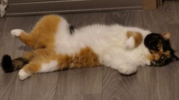 关于国际服和国服差异的一些想法