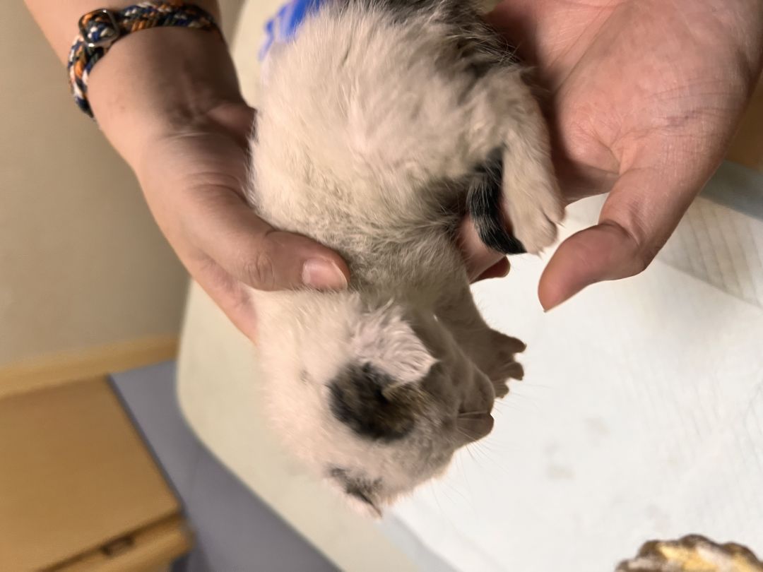 上海普陀一个月大奶猫弟弟找领养 3