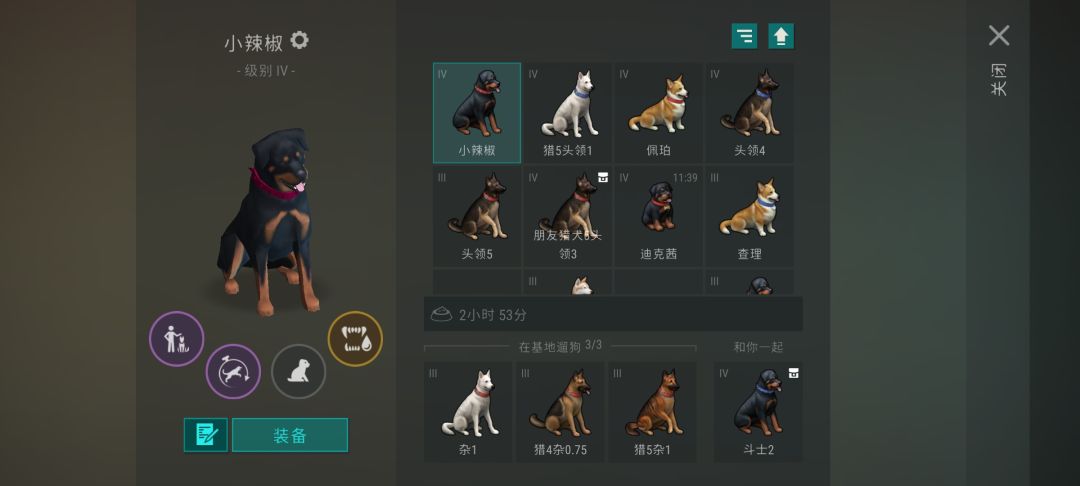 一下子两条朋友狗 1