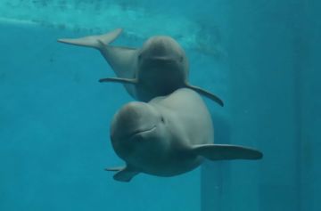 它笑是因为生**笑，更是因为看到了少侠们......