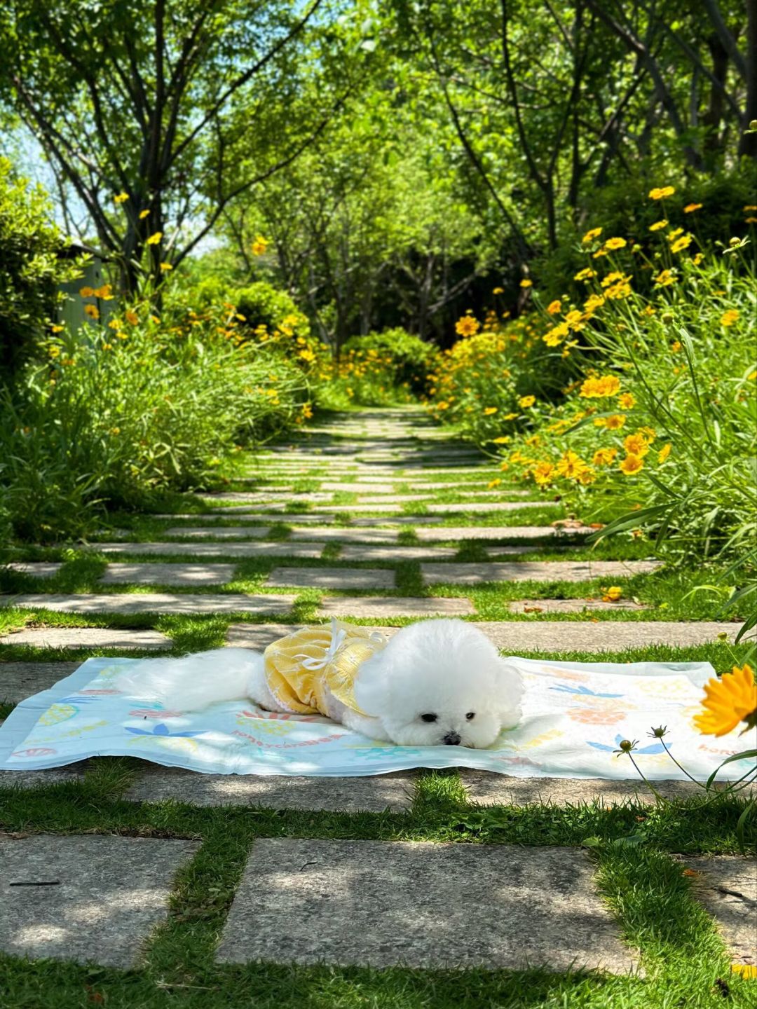 花海遇到一只会戴花环的修勾！白乎乎一团 5