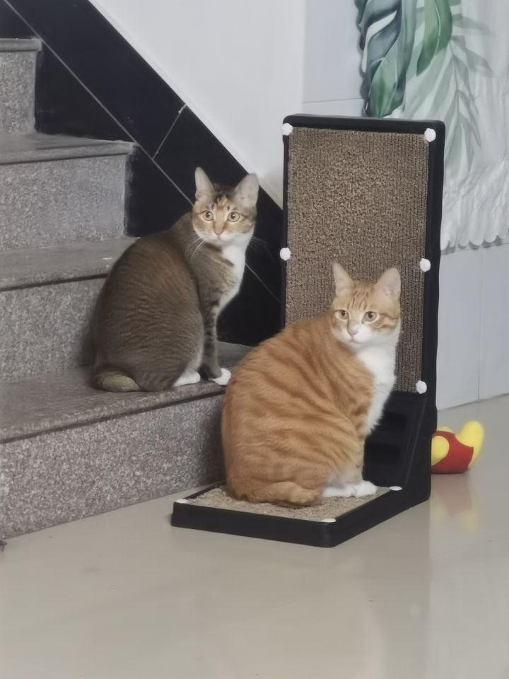 中奖绝缘体，枯了截图