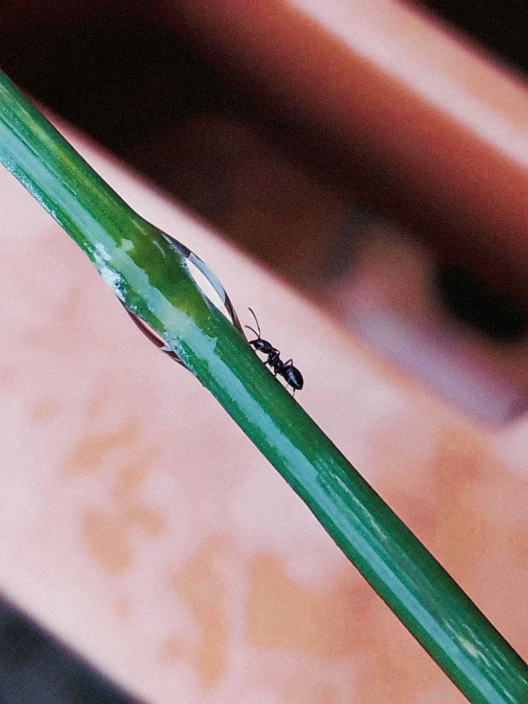 ⚠蚂蚁警告🐜 3