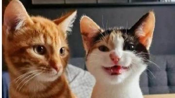 【补充】声望的获取和需要注意的点