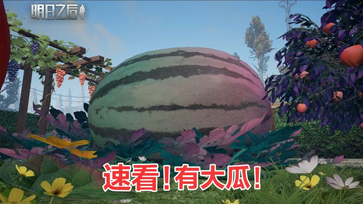 明日之后巨大化作物的种植教程来啦！截图