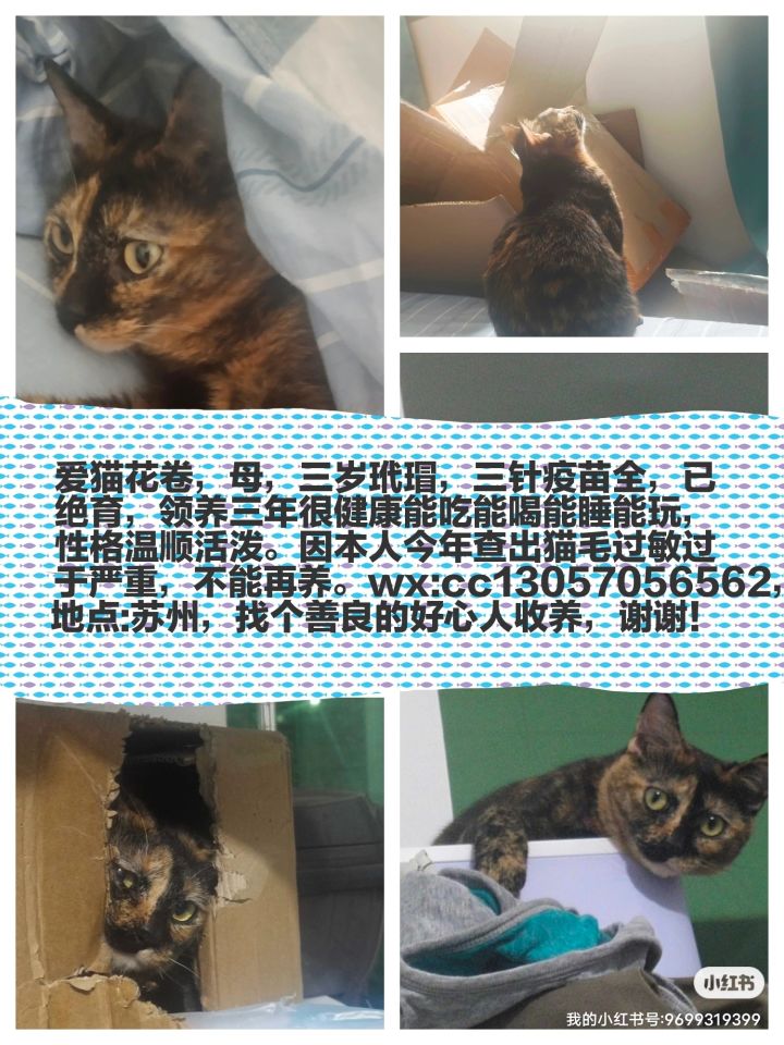宠物领养截图