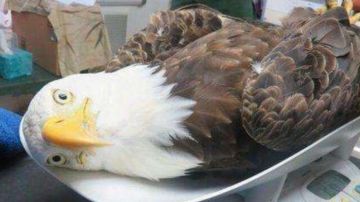 一些养成建议及开荒人物介绍