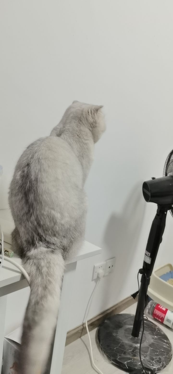 猫猫才是王道！截图