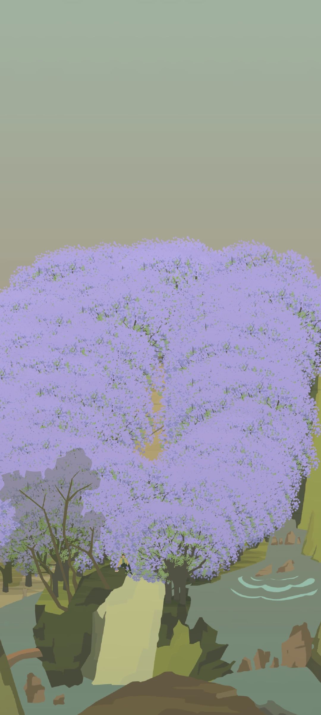 蓝花楹开啦 2