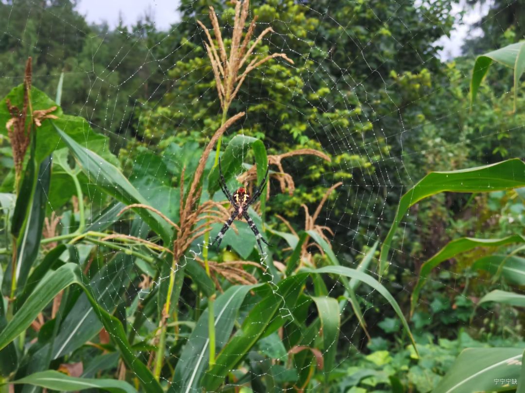 ‼️昆虫警告(内有蜘蛛、蜗牛、蚂蚁等) 9