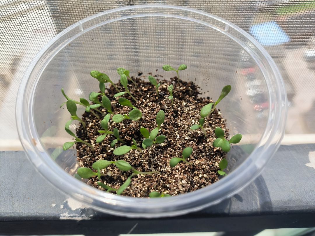 石竹花种植记录 5