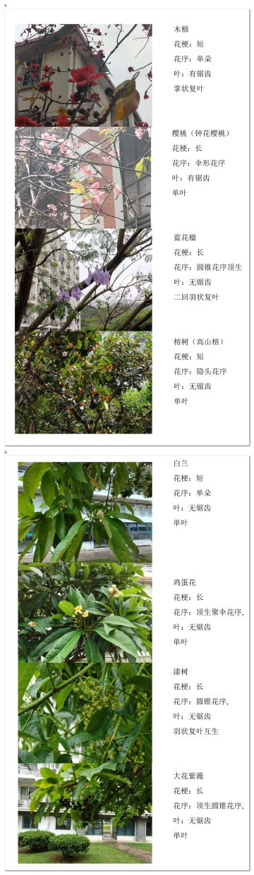 参加春季活动，妙手拍花！