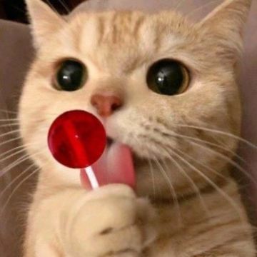 【府衙闲谈】2022已过半，领主大人年初的小愿望都实现了么？