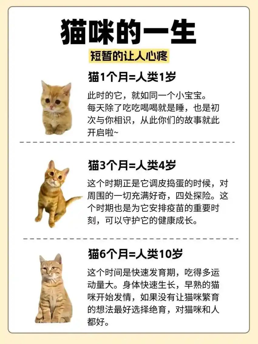 🌟青年大学习|猫猫的一生🌟 2